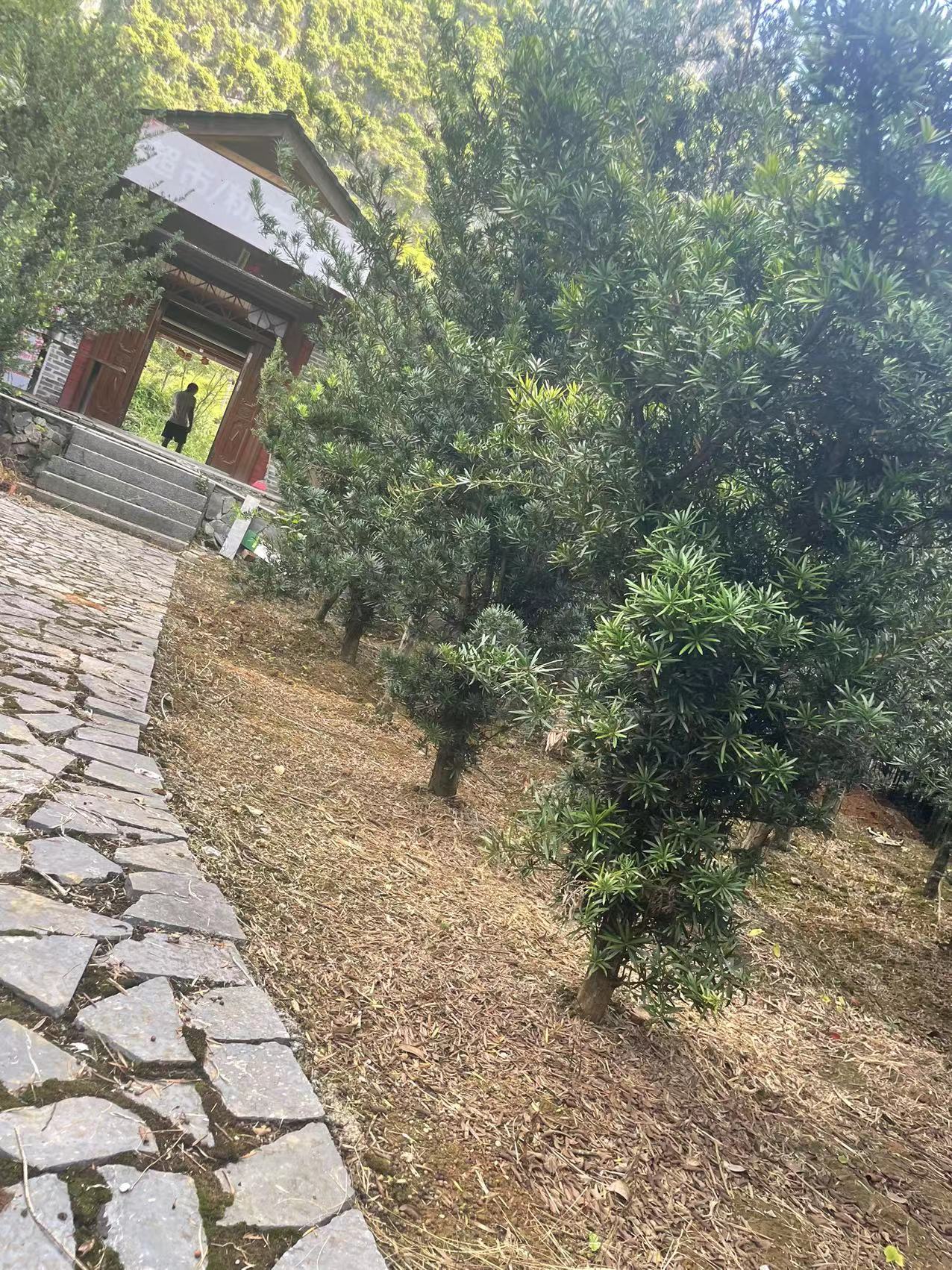 大棵罗汉松（未造型）