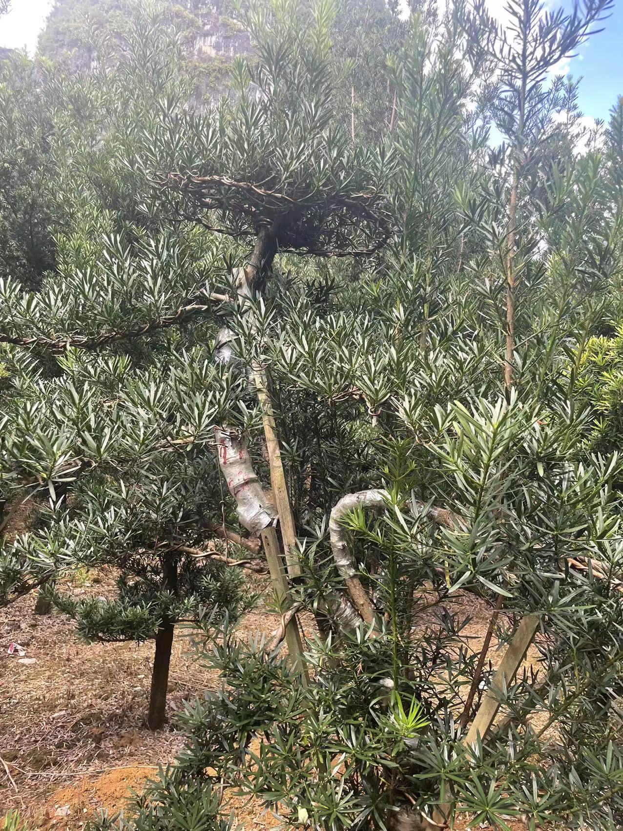 大棵造型罗汉松