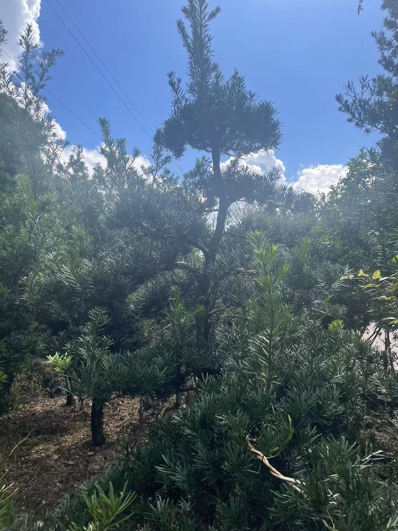 大棵罗汉松（未造型）