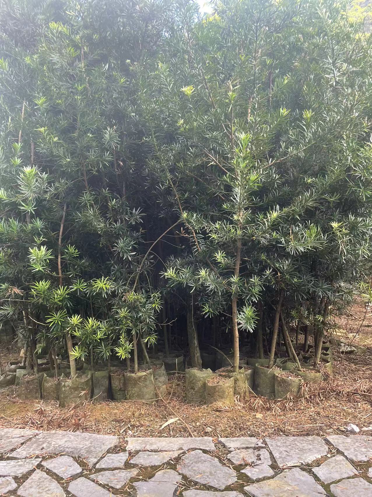 小棵罗汉松(带营养杯)