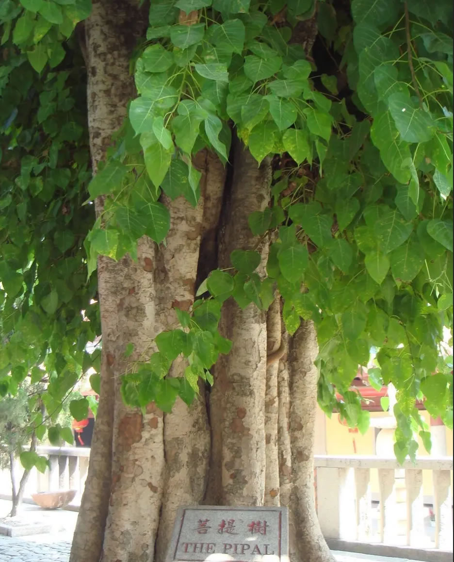 大棵菩提树