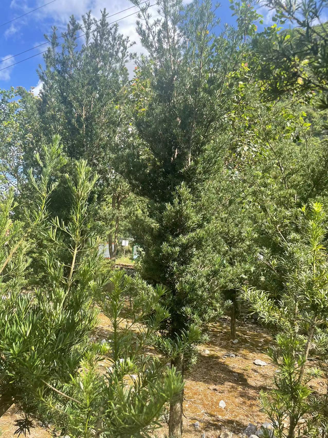 大棵罗汉松（未造型）