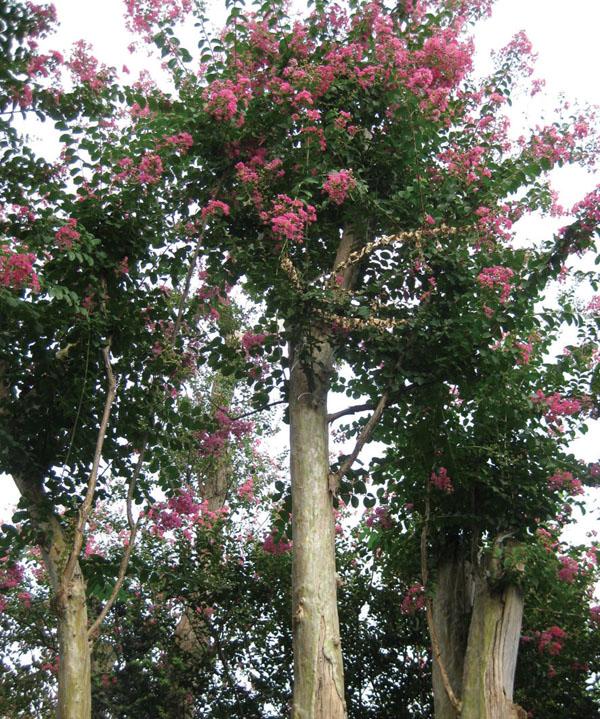 紫薇树