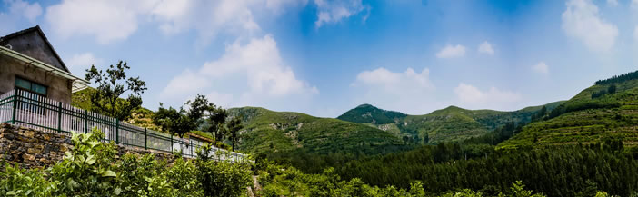 罗汉松种植基地